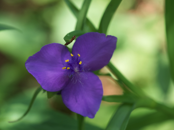 Bluejacket by Suzanne Bonin