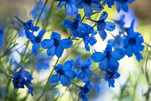 Bluest Blue Flowers Print
