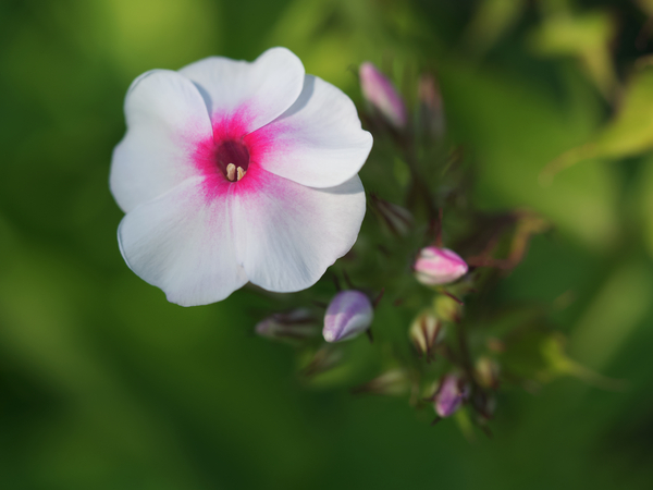 Bright Eyes by Suzanne Bonin