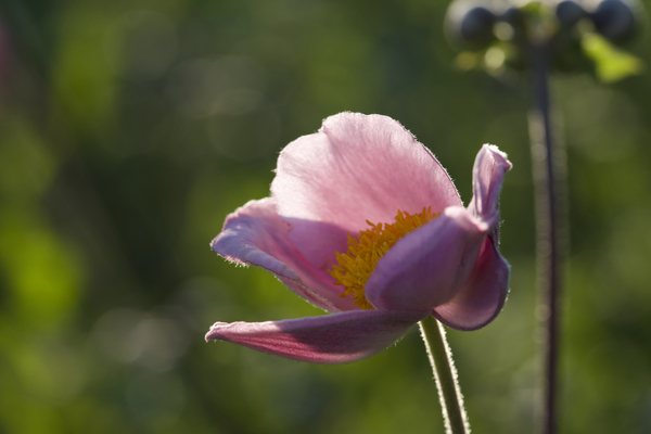 Broken Bowl Flower by Suzanne Bonin