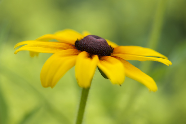 Brown Betty by Suzanne Bonin