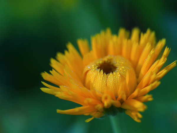 Calendula by Suzanne Bonin