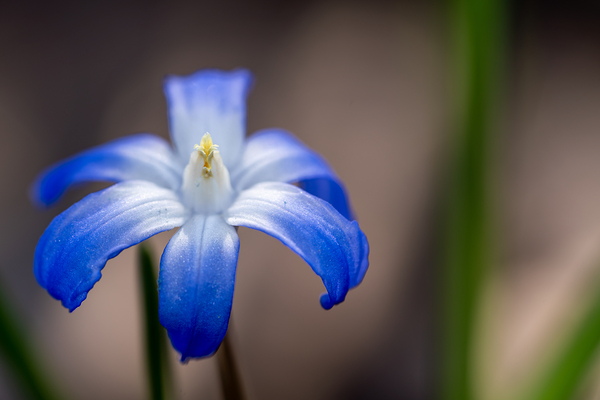 Call Me Lucile by Suzanne Bonin