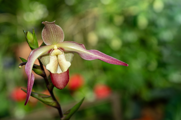 Call Me Willie by Suzanne Bonin