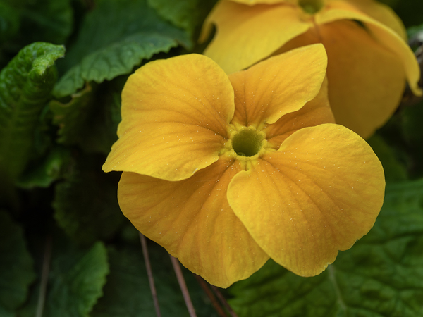 Call me Viola by Suzanne Bonin