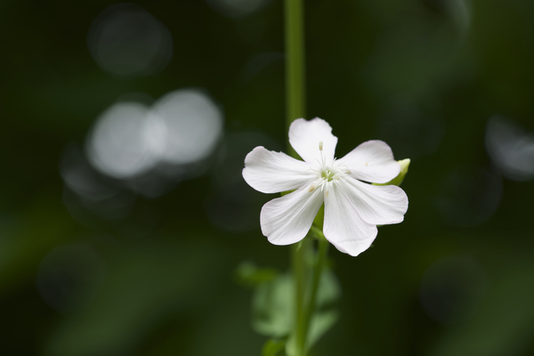 Catchfly by Suzanne Bonin