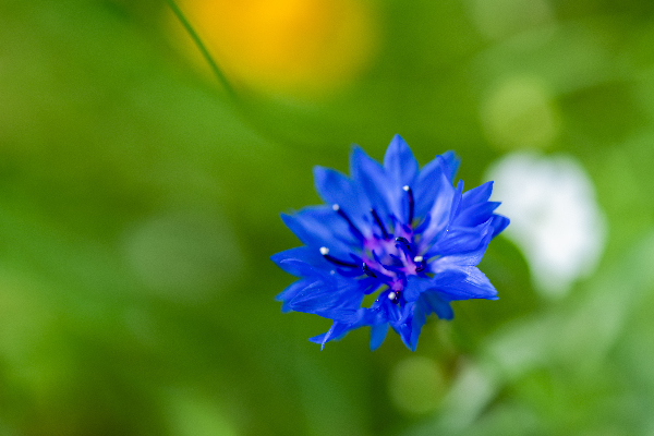 Celestial Elegance by Suzanne Bonin