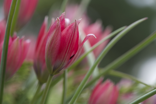 Charming Ladies Print