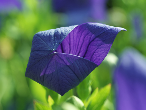 Coin coin by Suzanne Bonin