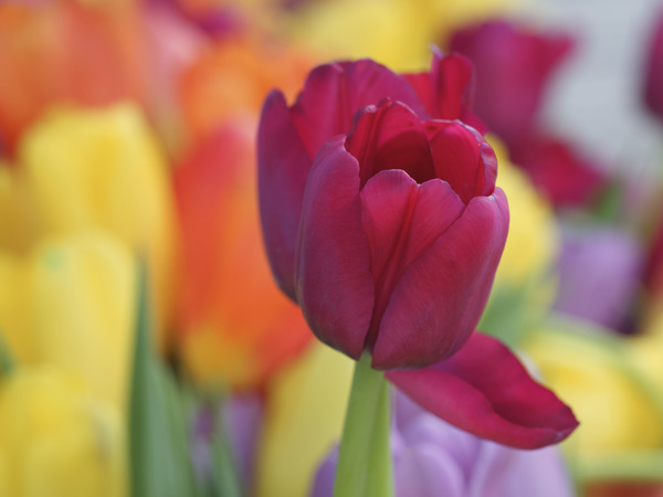 Colorful by Suzanne Bonin