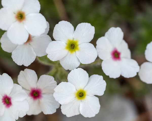 Colorful Dots by Suzanne Bonin