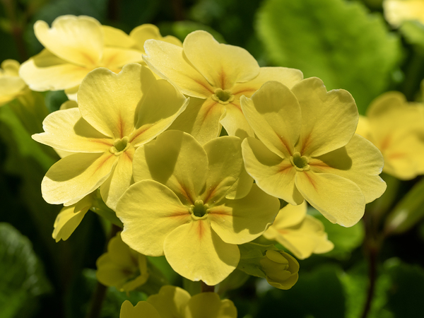 Cowslip by Suzanne Bonin