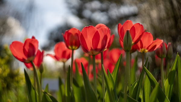 Crimson Blooms Print