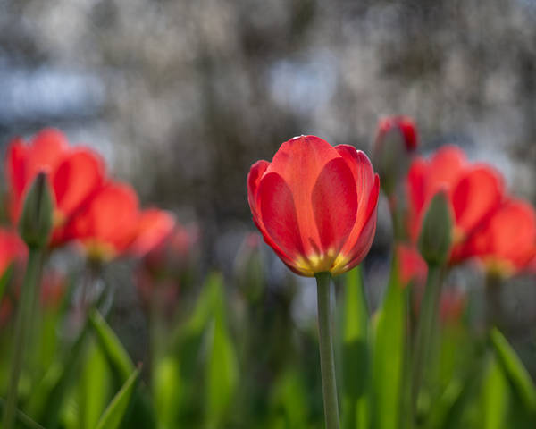 Crimson Elegance by Suzanne Bonin