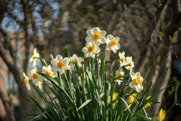 Daffodil Dreams by Suzanne Bonin