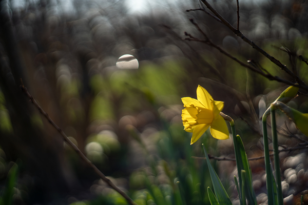 Daffodil Dreamscape Print