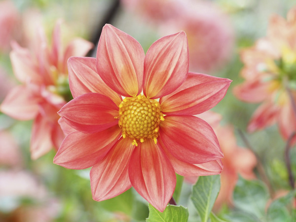 Dahlia Pinnata Print