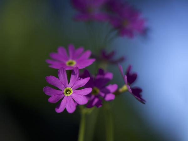 Dainty Blossoms Print