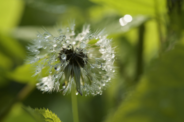 Dandelion with Droplets Print