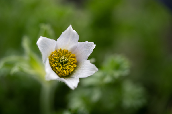 Darling 2 by Suzanne Bonin