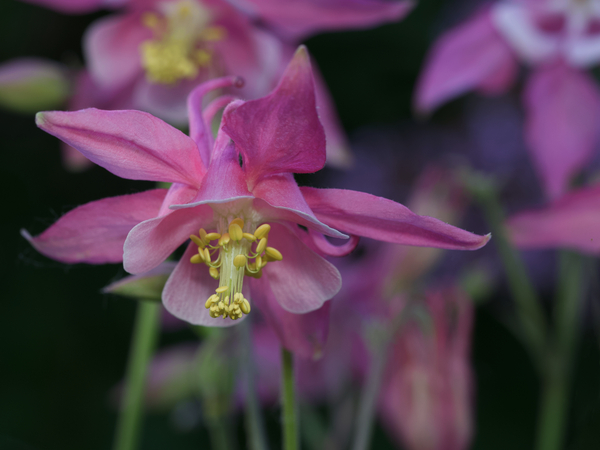 Darling Columbine by Suzanne Bonin