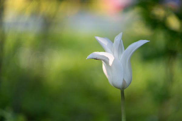 Dear Friend by Suzanne Bonin