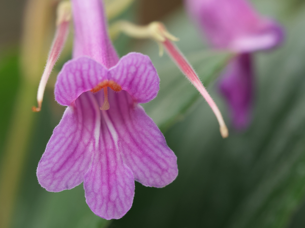 Dear Little One Print