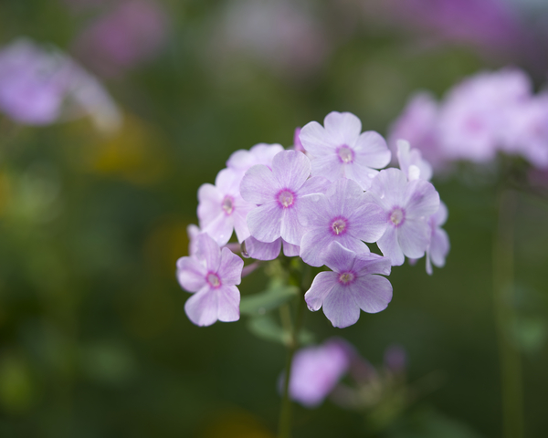 Delicate Ones by Suzanne Bonin