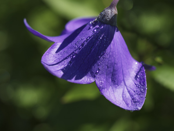Dewdrops by Suzanne Bonin