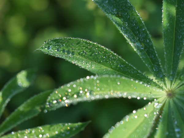 Droplets by Suzanne Bonin