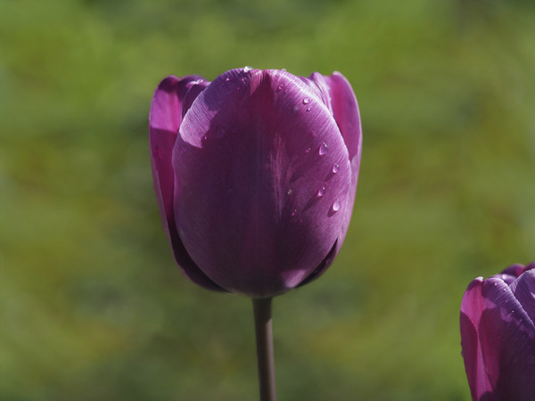 Early Morning by Suzanne Bonin