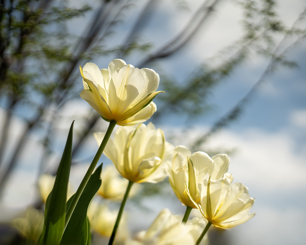 Enchanted Tulips Print