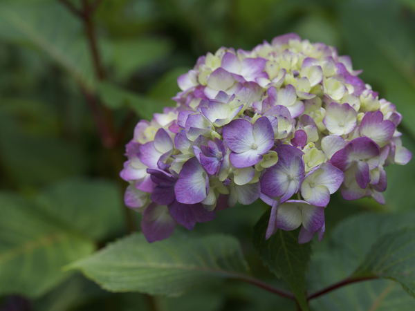 Endless Summer by Suzanne Bonin