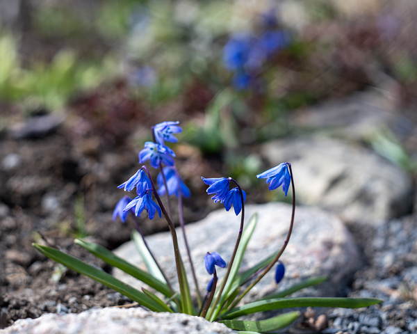 Ethereal Blossoms by Suzanne Bonin