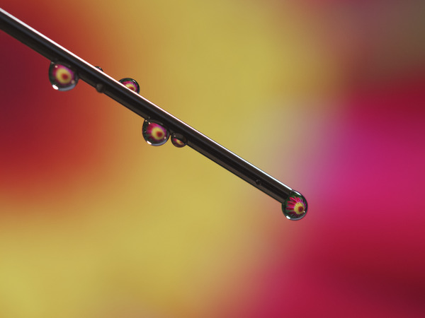 Experiment by Suzanne Bonin