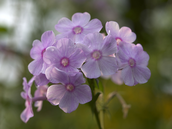 Exquisite Beauties by Suzanne Bonin