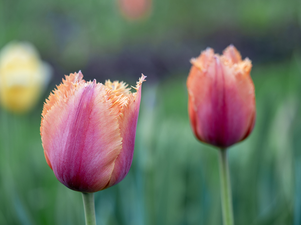 Eyecatching Ones by Suzanne Bonin