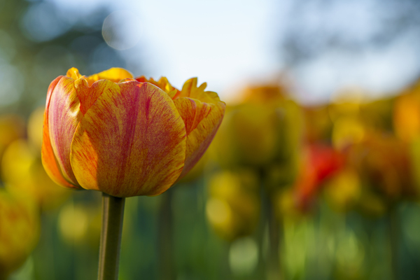 Falling for You by Suzanne Bonin