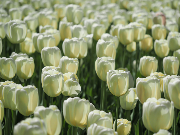 Field Of White Tulips by Suzanne Bonin