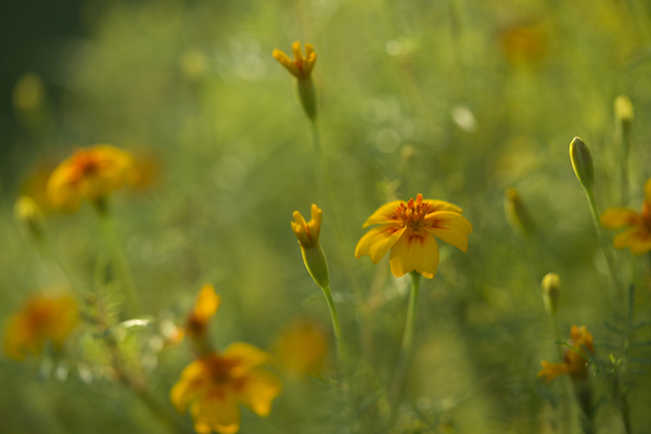 Field of Wild Marigolds Print