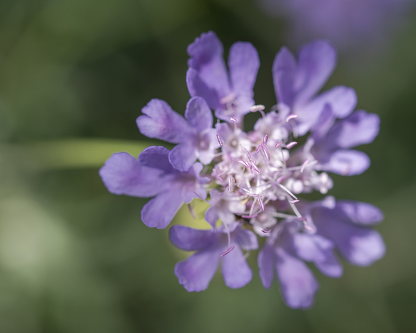 Fluttering by Suzanne Bonin