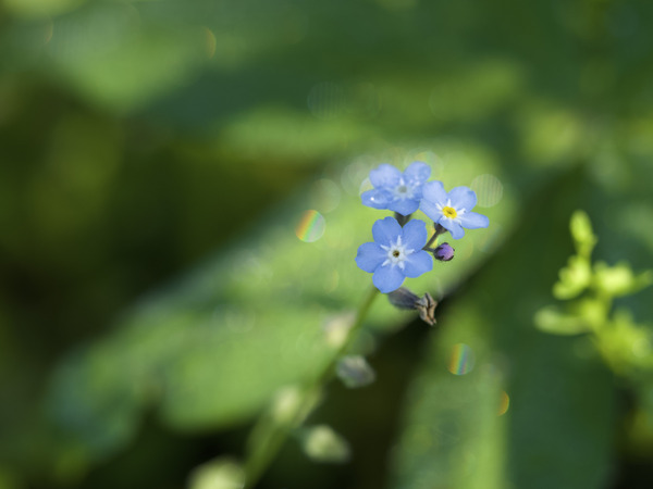 Forget Me Not with Tiny Rainbows by Suzanne Bonin