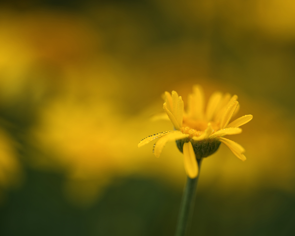 Fragile Beauty by Suzanne Bonin