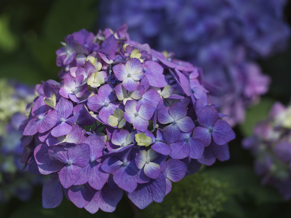 French Hydrangea by Suzanne Bonin