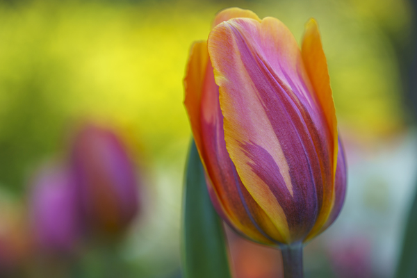 Freshness Overload Print