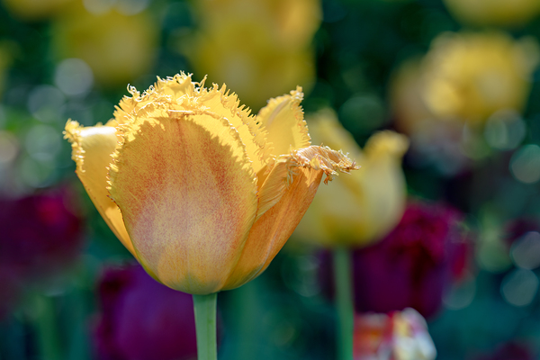 Fringed Blossom Print