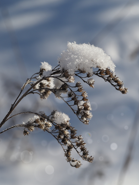 Frosted Twig by Suzanne Bonin