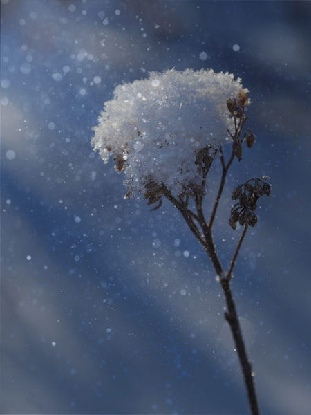 Frozen Top by Suzanne Bonin