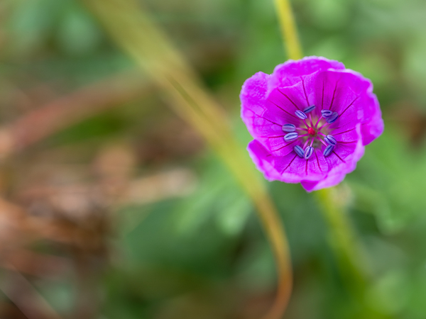 Geranium Closeup by Suzanne Bonin