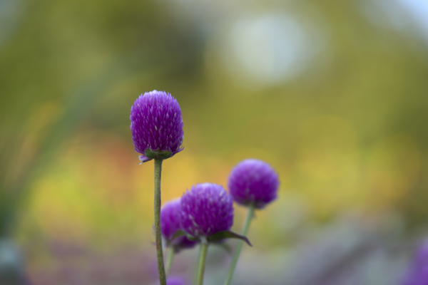 Globe Amaranth by Suzanne Bonin